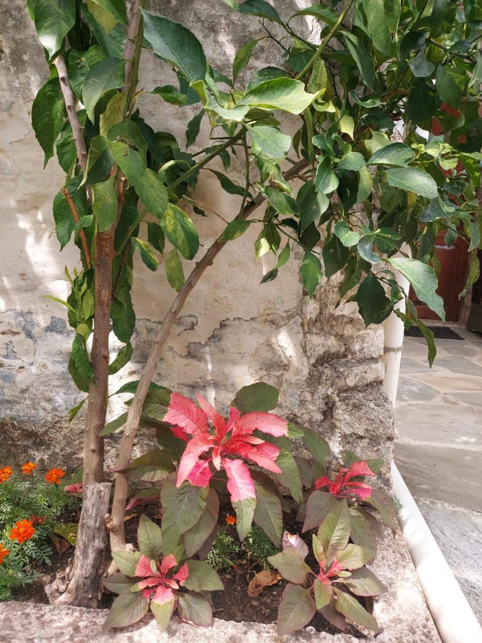 Traditional House Shapllo Gjirokastër Extérieur photo